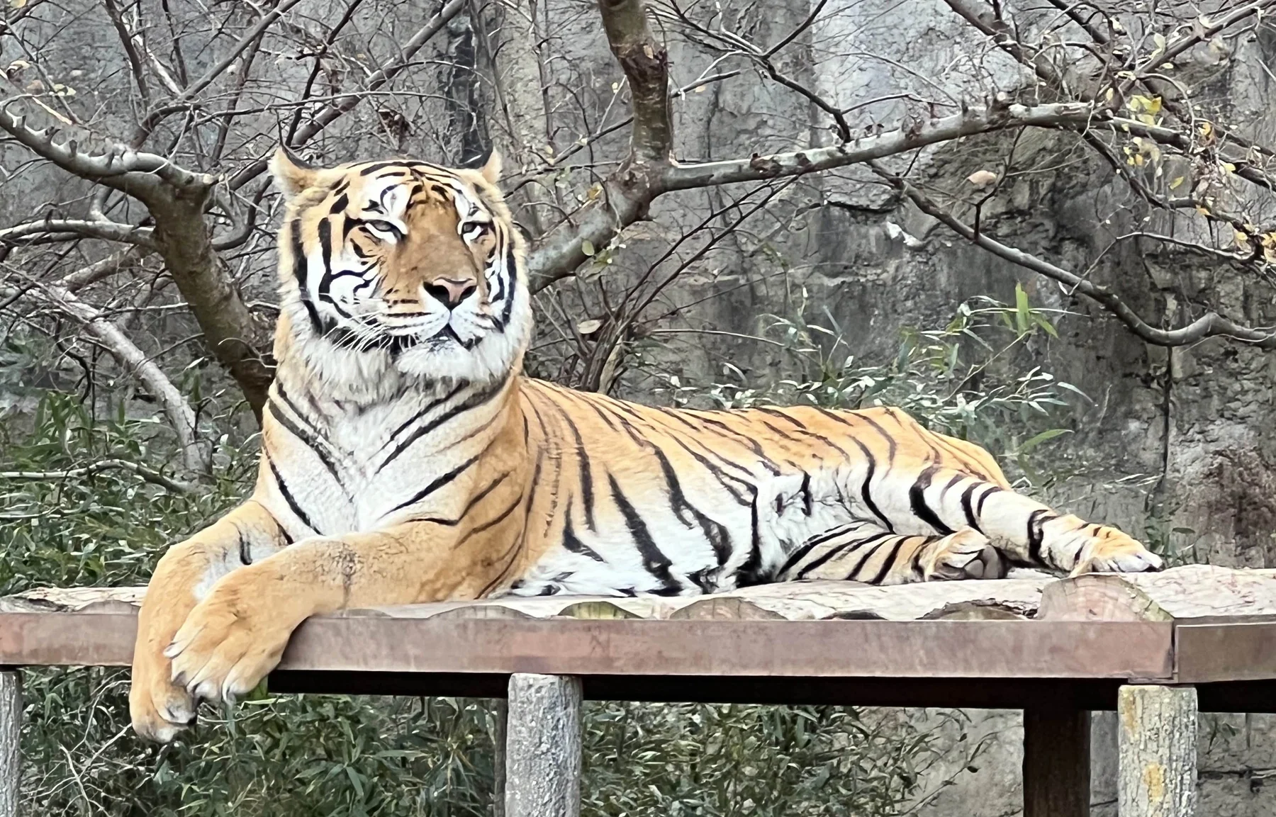 【トラ紹介】オウガ（愛媛県立とべ動物園）｜来園日・両親・写真まとめ